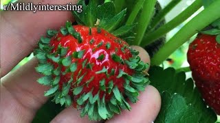 r/Mildlyinteresting | demon strawberry