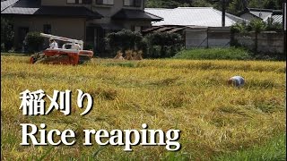 Rice reaping