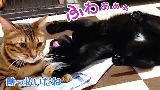 黒猫ナナがマタタビシートで酒乱に…大好きなテトにも連続キック！