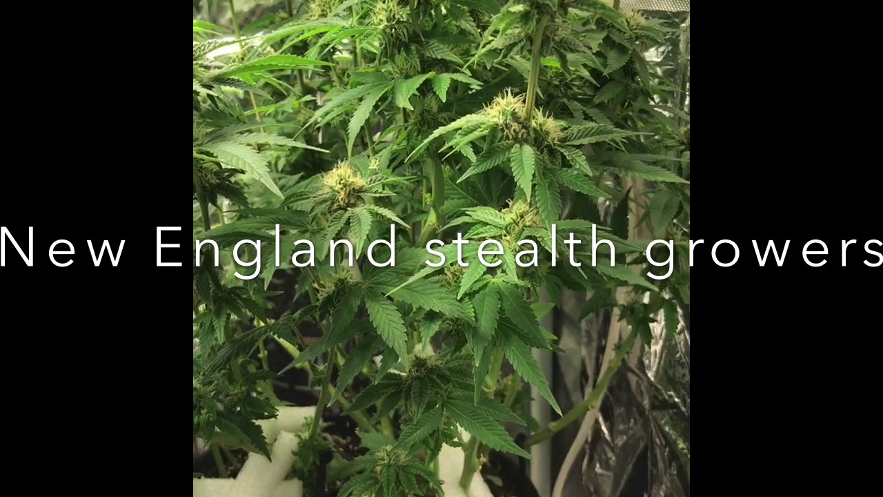 Thin mint cookies (GSC) week 5  flower Burgers by B Monkey balls grow lights Mars ts 600 Canagrow 35