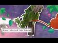 How to grow mint at home  fresh mint all year round