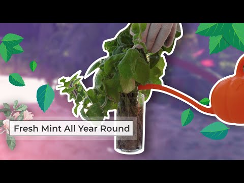 Video: Hoće li menta rasti tijekom cijele godine?