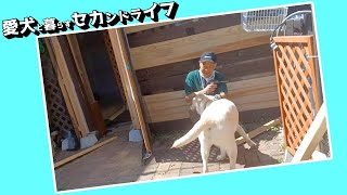 愛犬家族の田舎の悩みあるあるの巻　「蚊対策・犬小屋作り」