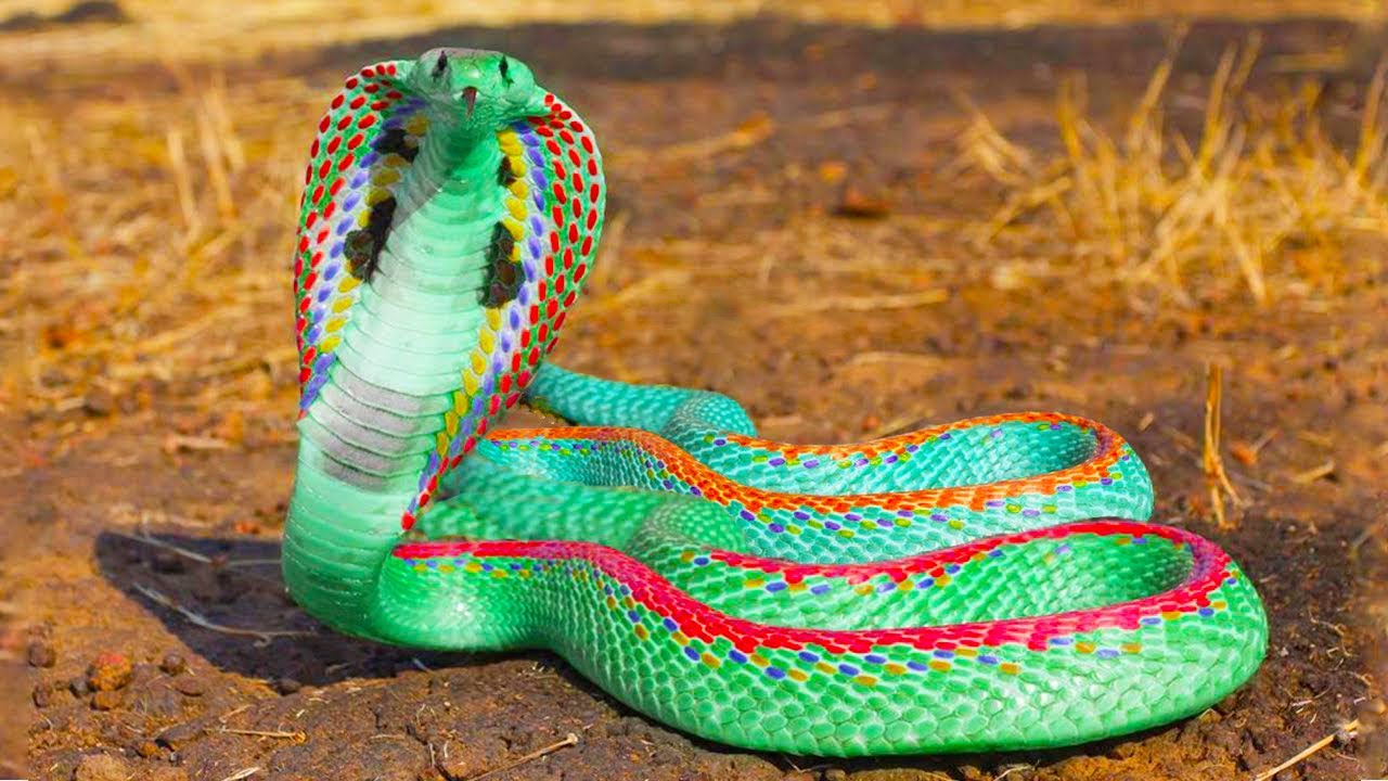 Самые красивые змей в мире. Королевская ошейниковая змея. Ошейниковая Кобра. Точечная ошейниковая змея. Радужный щитохвост.