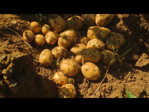 Video: Forsythia: Druhy, Odrůdy, Zemědělská Technologie