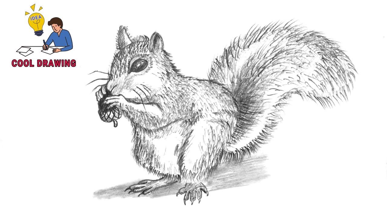 How to Draw a Squirrel - Easy Drawing Art