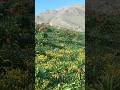 یک افرود نیمه سنگین در یک طبیعت ناب