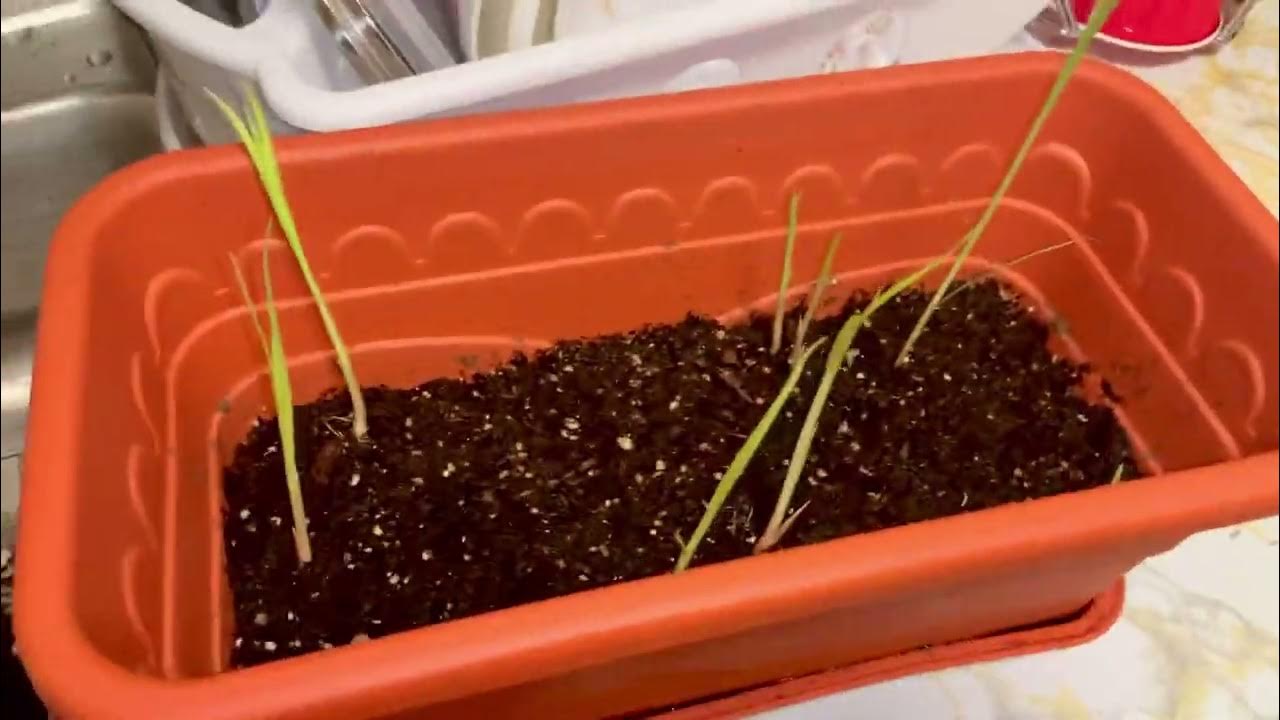 The 6 Day Of How To Grow Tiger Nut Or Atadwe How To Grow Ghana Tiger the-6-day-of-how-to-grow-tiger-nut-or-atadwe-how-to-grow-ghana-tiger