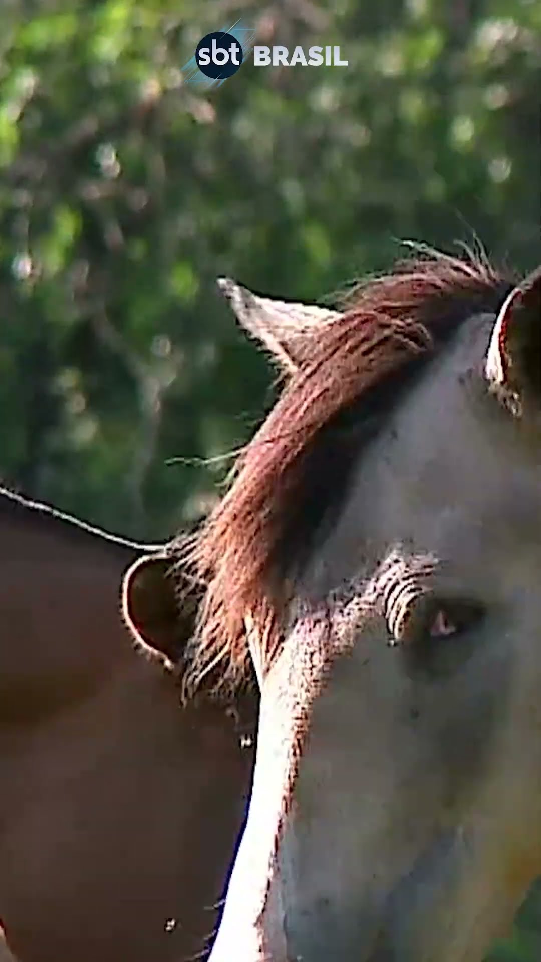 Rio Grande do Sul concentra maior rebanho de cavalos crioulos do Brasil | SBT Brasil (04/12/24)