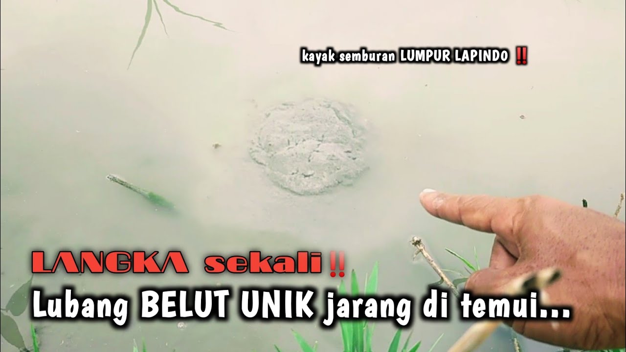 TEMPAT TERMUDAH UNTUK MANCING BELUT BABON SAWAH‼️