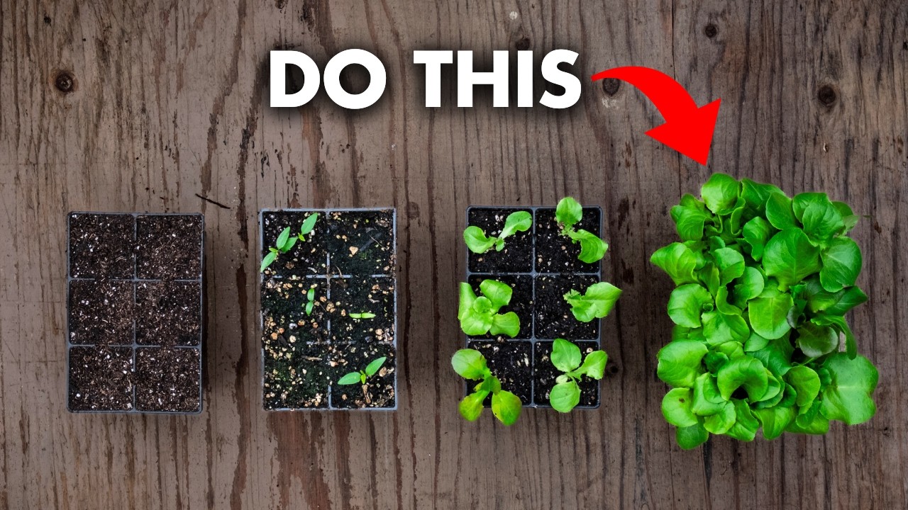 $0 vs $200 Grow Lights: The BEST Option for Every Gardener!