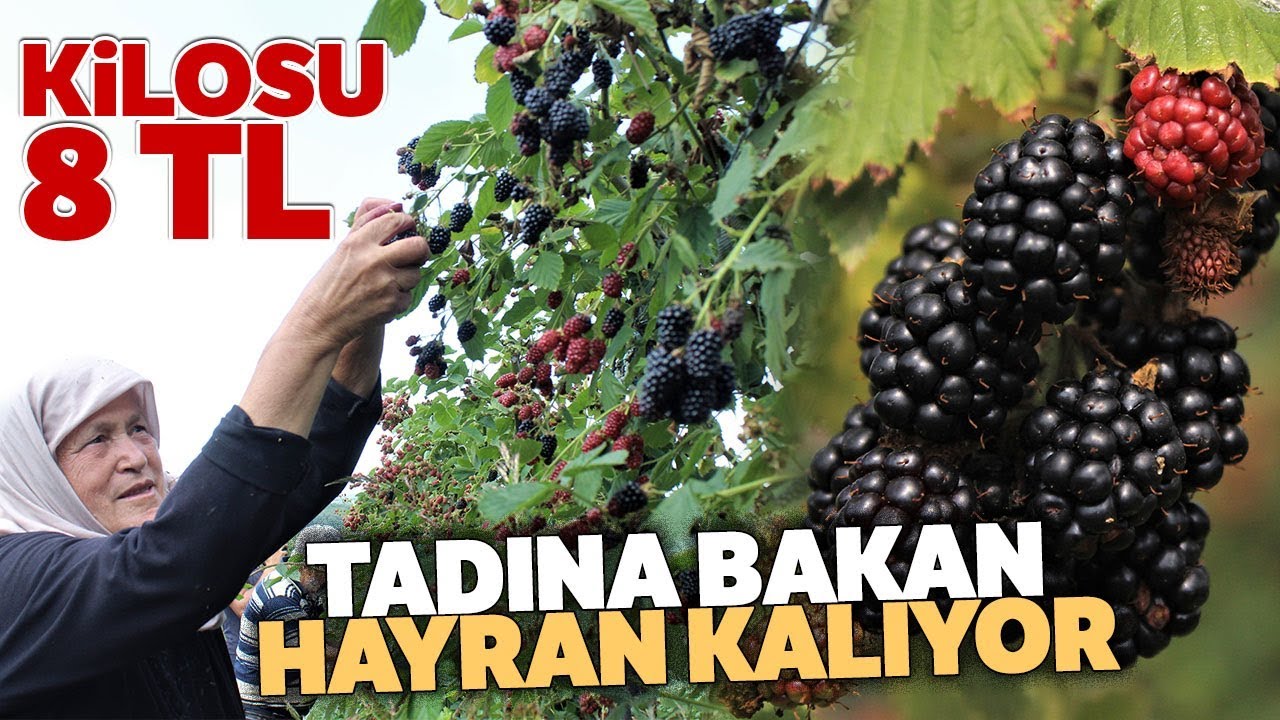 Tadına Bakanların Hayran Olduğu Böğürtlen Dalında 8 Lira