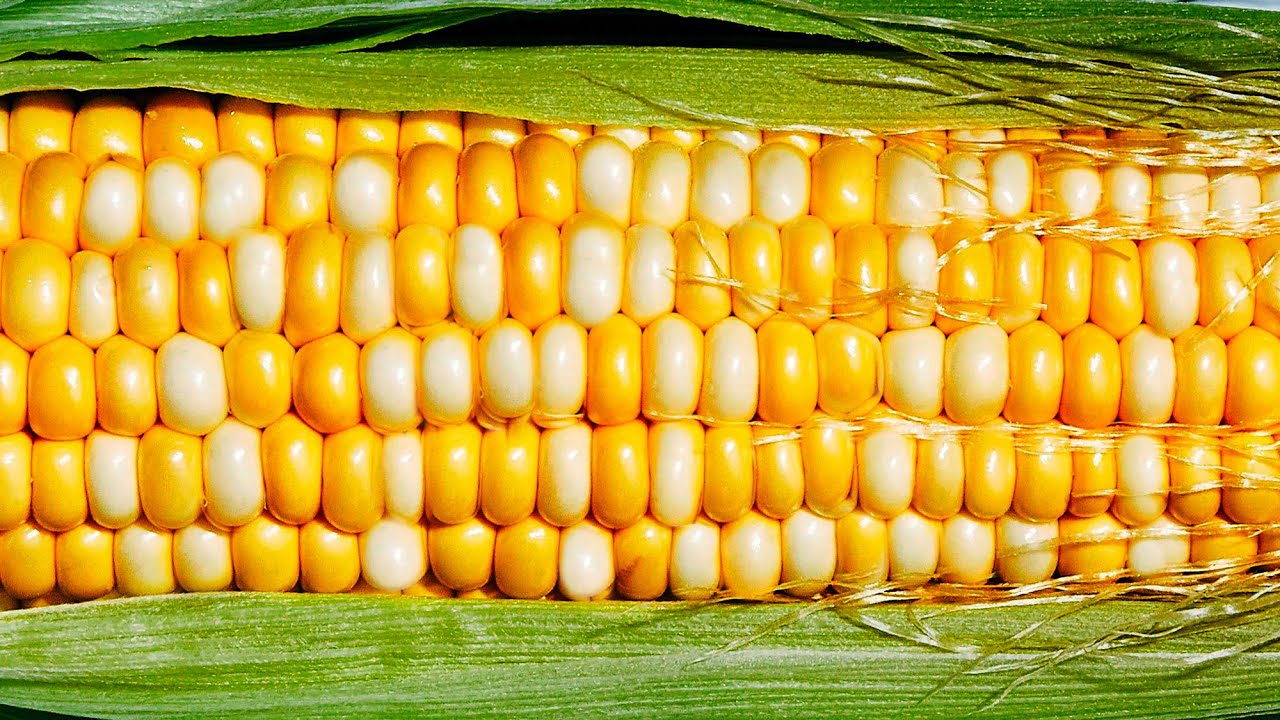 Corn на русском. Кукуруза. Урожай кукурузы. Кукуруза (зерно). Плод кукурузы.