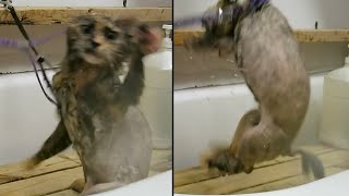 Cat Goes Crazy During Bath