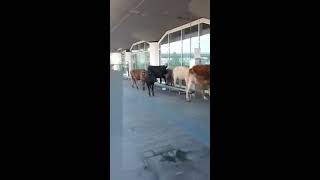 Mucche al pascolo all'aeroporto di Catania