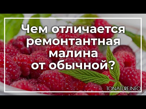 Чем отличается ремонтантная малина от обычной? | toNature.Info