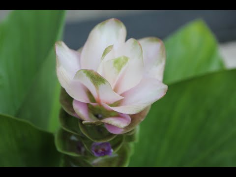 Video: Curcuma Alismatifolia - Cultivating Siam Tulip Nroj Tsuag