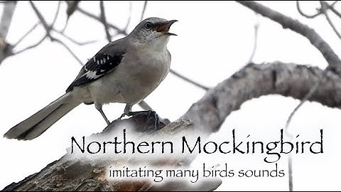 Northern Mockingbird imitating many birds sounds 🎶