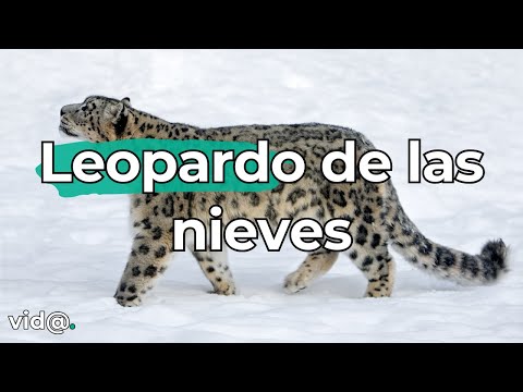 El Leopardo de