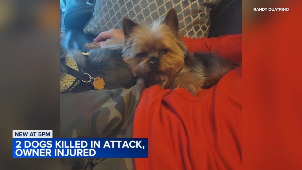 Streamwood woman injured, 2 dogs killed after neighbor's dogs attack ...