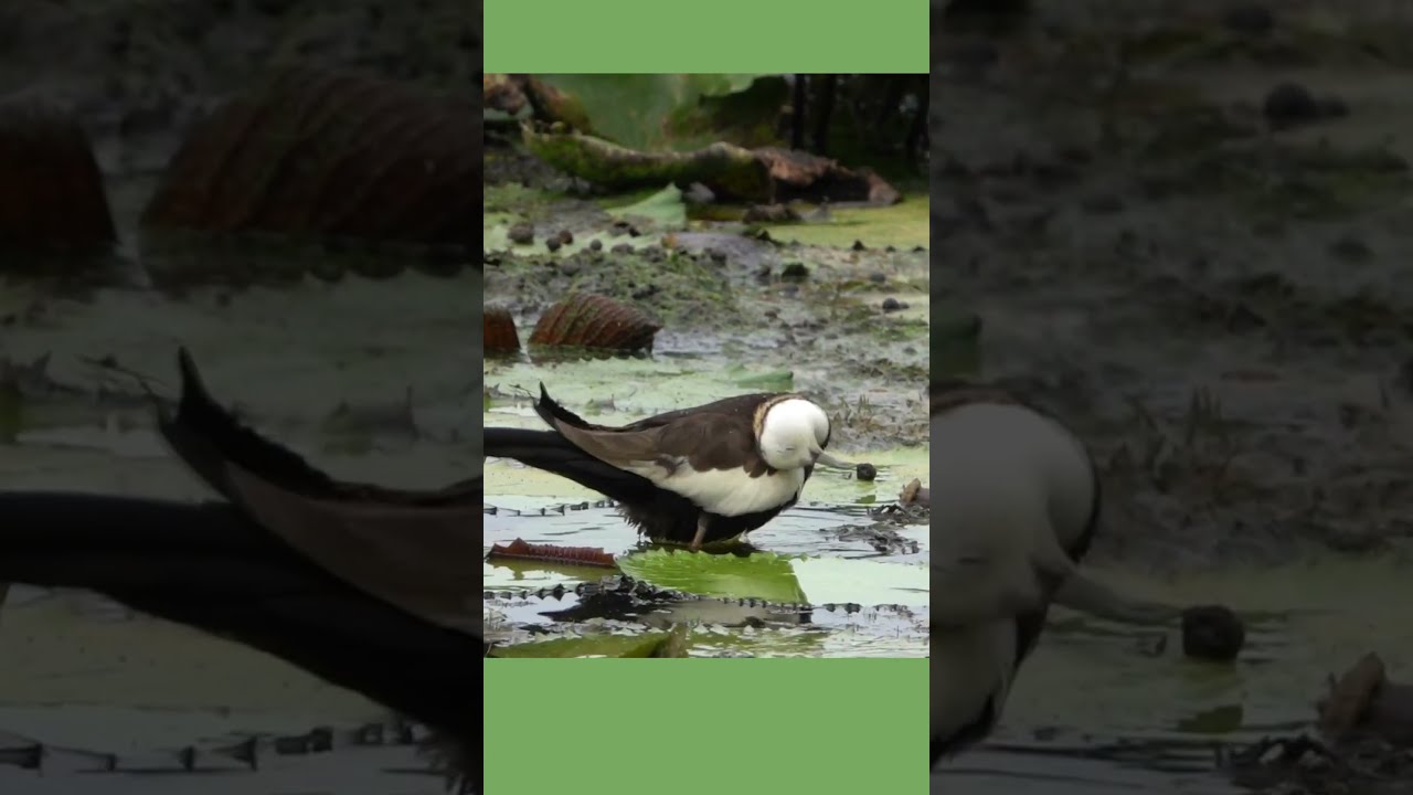 Pheasant Tailed Jacana Birds Javana Nature Shorts