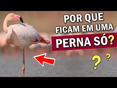 Vídeo: Pássaros - Mitos Ou Realidade? - Visão Alternativa