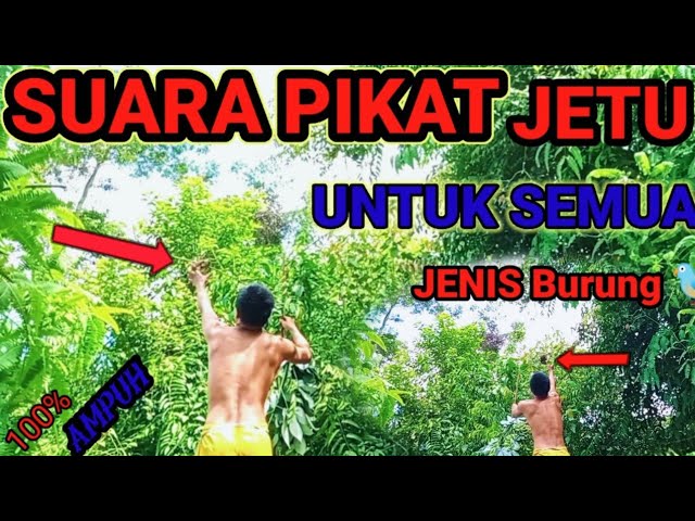 Suara pikat ampuh buat semua burung class=