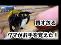 野生のクマをなめてはいけない...