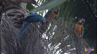 Coral Gables Macaws - Miami, Florida.