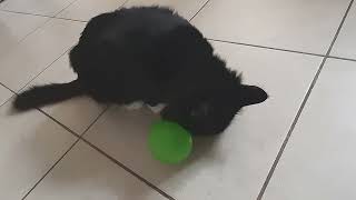 Mr. Darcy's Diary Highlights - Lunch time - slow-release food ball by Cat Diary - just sharing days of being a cat 75 views 2 months ago 1 minute, 29 seconds