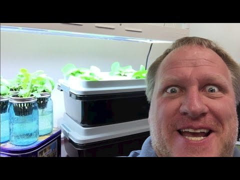 How the Kratky Method of Hydroponics Works - YouTube