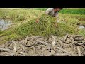 Amazing Fishing After Tractor Growing Rice - Best Catching Catfish Under Secret Mud