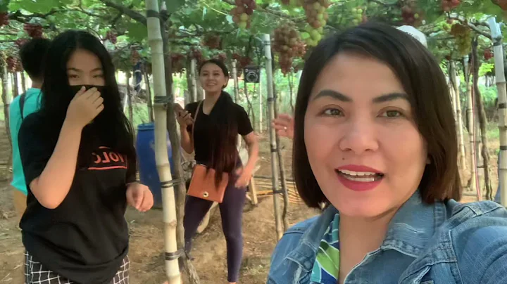 Grapes picking w/ Team Jenny at CABA LAUNION