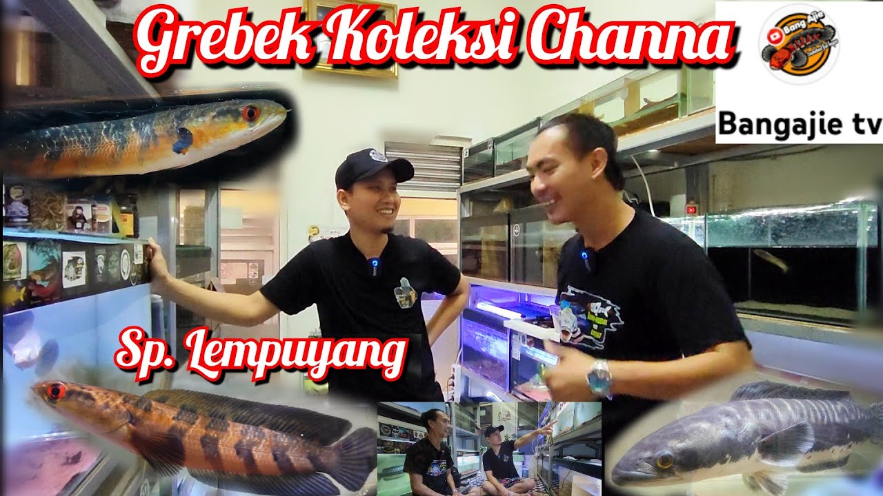 Grebek Koleksi Channa @Bangajietv
