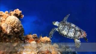 Awareness Monologues: Sea Turtle Endangerment
