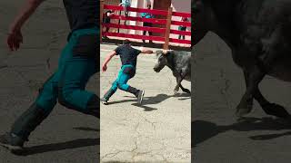 Villafranca #toros #bull #navarra