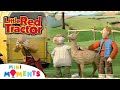 Mr Jones New Farm Animal 🦙 | Little Red Tractor | Full Episodes | Mini Moments