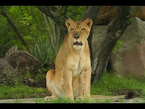 How to Set Your Camera For Zoo Photography - YouTube