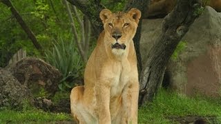 How to Set Your Camera For Zoo Photography