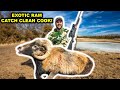 SPOT and STALK Exotic RAM Catch Clean Cook!!!