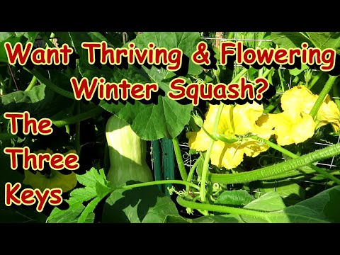 Video: Typer af vintersquash – Lær om dyrkning af vintersquash-vinstokke