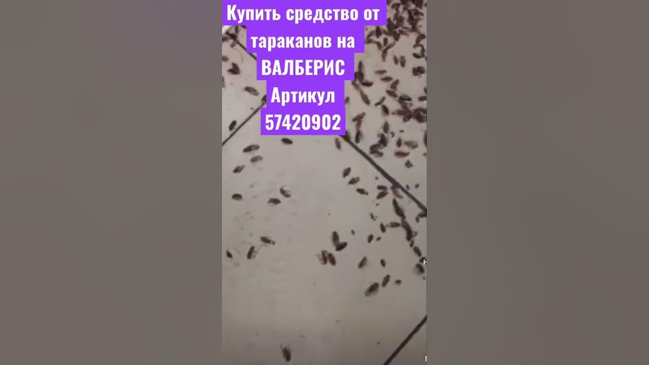 Душа мертвых тараканов мужское