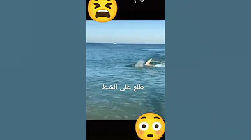 سمكه القرش طلعت على الشاطى فى الساحل الشمالى 