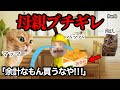 無駄遣いして父親がお母さんにガチギレされる瞬間www #猫ミーム #猫マニ #あるある