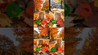 Download Lagu catcall #aicat #ringtone #ringtones #iphone #cat #shorts #catcalling #monkcall #monk #smartphone MP3