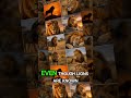Lion Sleeps Up To 20 Hours A Day! 🦁 | Amazing Animal Facts #Shorts