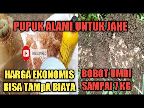 Video: Apakah jahe itu umbi?