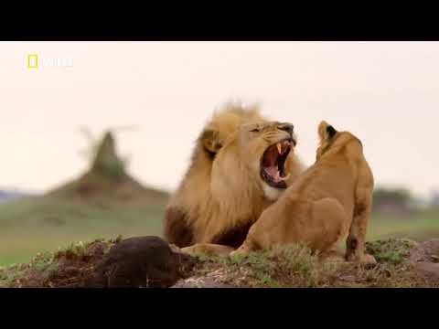 Afrika Vahşi Doğa Belgeseli