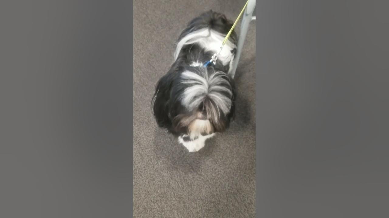 cute shiatsu at Best Buy in Natomas area of Sacramento YouTube