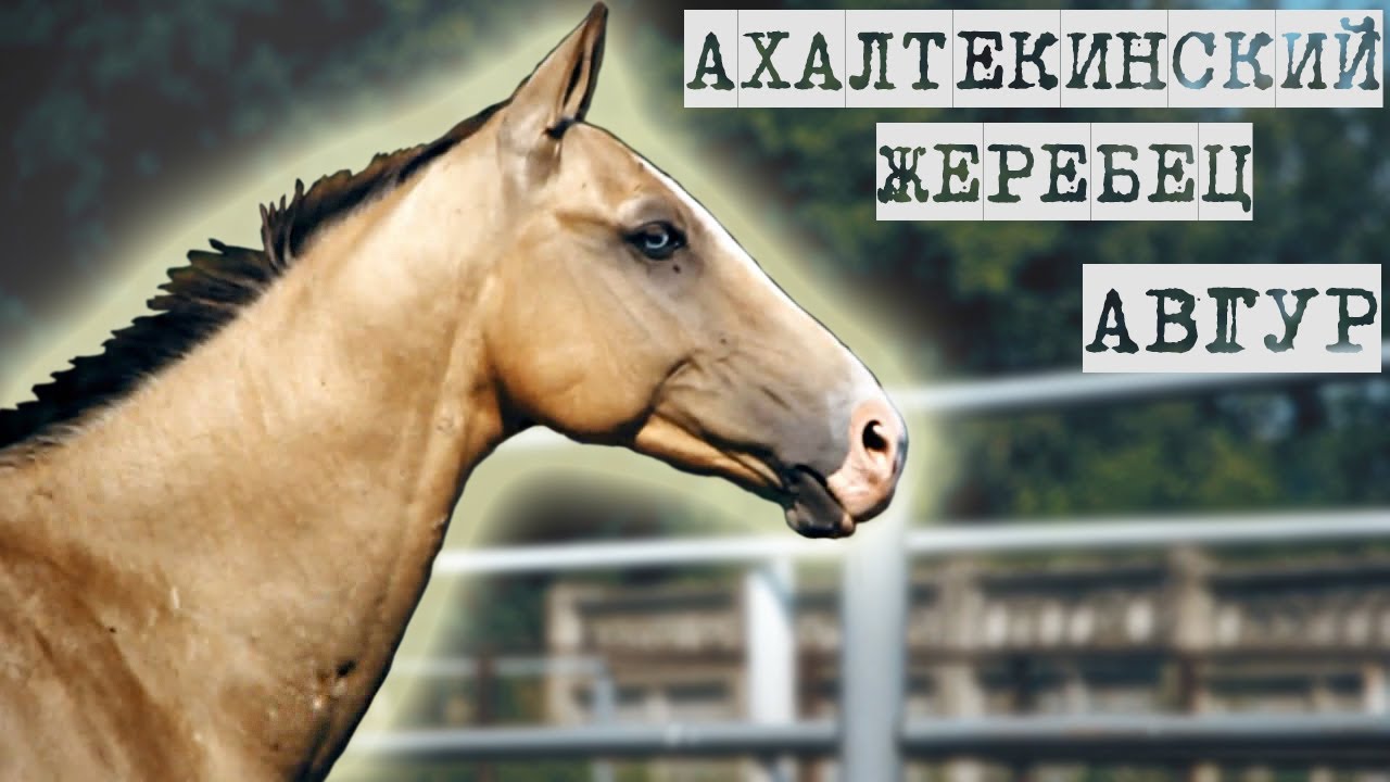 Грант алгарыш 2023 Грант алгарыш 2023